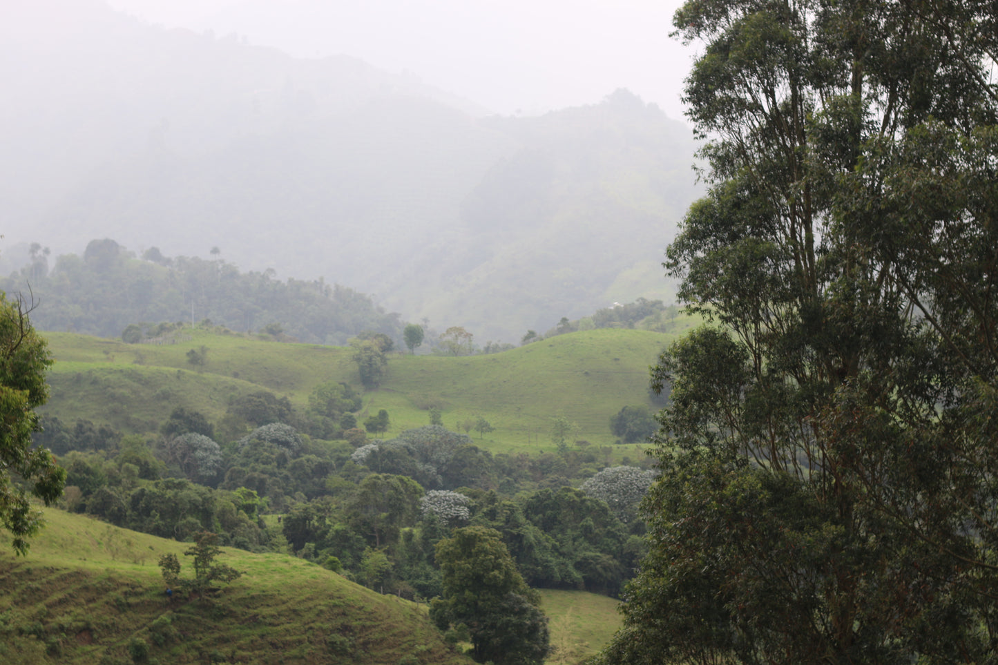 Colombia Coffee Axis Ayahuasca Retreat