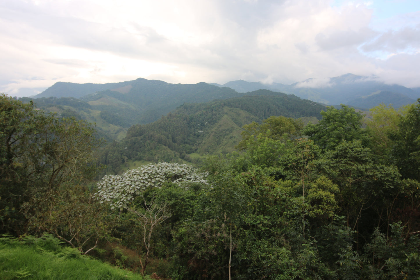 Colombia Coffee Axis Ayahuasca Retreat